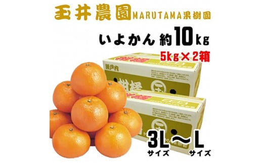 【先行予約】【2025年2月上旬頃発送】玉井農園のいよかん 10kg（3L～Lサイズ） 愛媛 みかん 蜜柑 柑橘 いよかん フルーツ 伊予柑 愛媛県 松山市