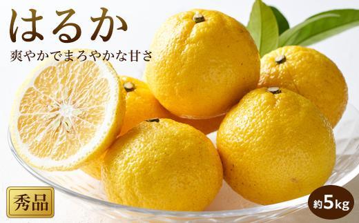 【2027年2月中旬頃から順次発送】 はるか＜秀品＞約5kg