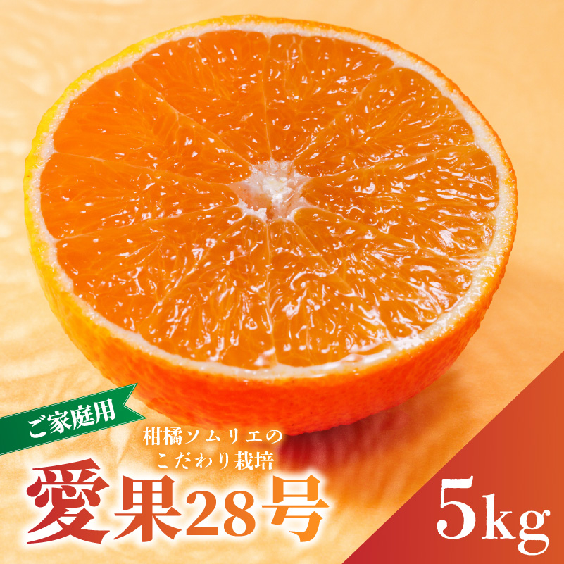愛果28号 (紅まどんな と同品種) ご家庭用 5kg [2026年11月下旬より順次発送] | あいか 紅まどんな 紅マドンナ と 同品種 みかん まどんな ワケアリ 柑橘 みかん 果物 おすすめ 高級 人気 お取り寄せ グルメ ギフト 期間 ご当地 愛媛県 松山市 蓮果園