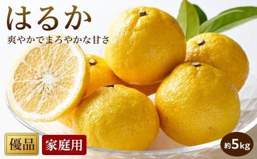【2027年2月中旬頃から順次発送】 はるか＜家庭用・優品＞約5kg