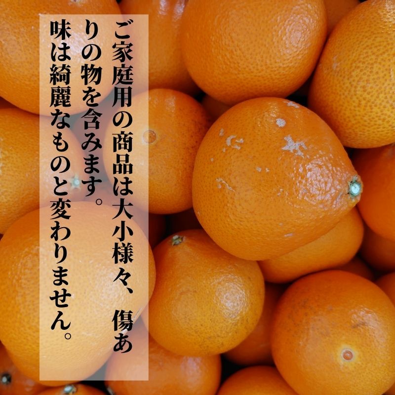 【2027年2月下旬頃から順次発送】愛果48号　家庭用 約2.5kg  | 愛媛 愛媛県産みかん 蜜柑 ミカン mikan みかん あいか  柑橘 お取り寄せ グルメ 期間限定 数量限定 あまい甘い 果物 旬  美味しい  愛媛県 松山市