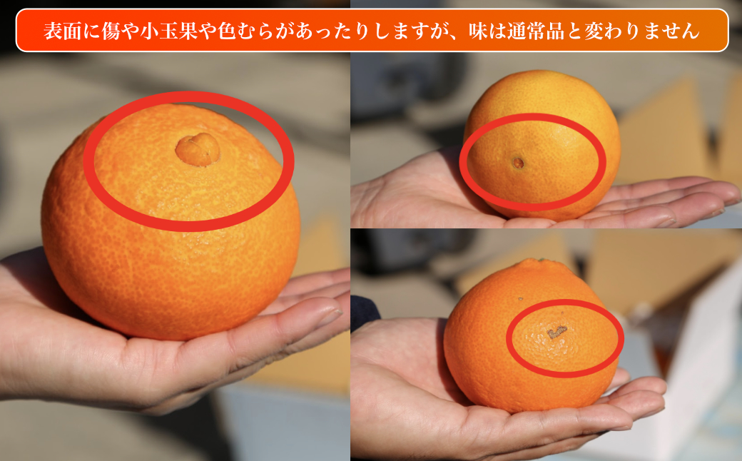 愛果28号 (紅まどんな と同品種) 訳あり 家庭用 2.5kg (約6～15個) 光センサー選別 【11月下旬頃から順次発送】 訳あり 不揃い 柑橘 果物 フルーツ あいか みかん 松山市 愛媛県