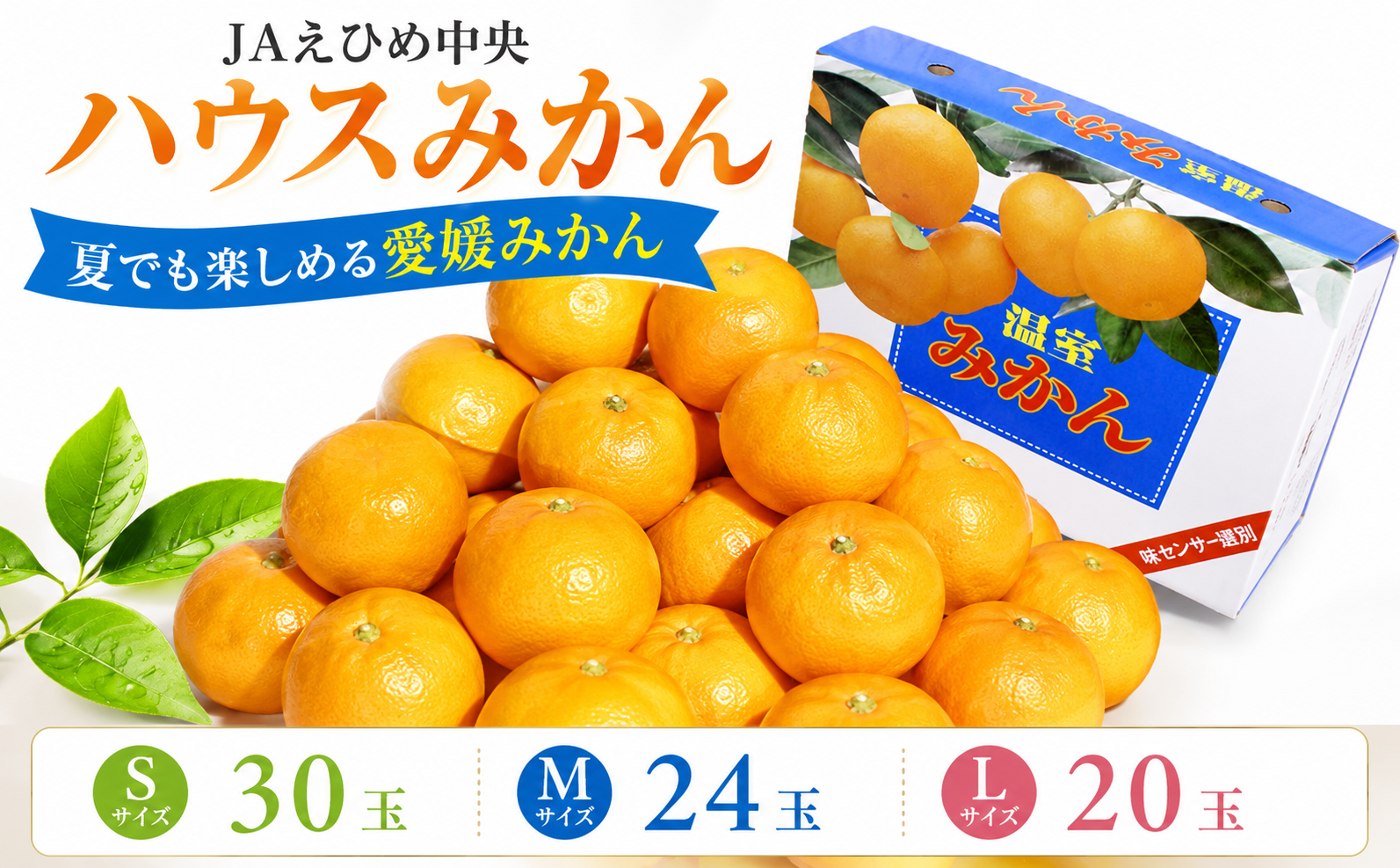 【2026年7月中旬頃から順次発送】ハウスみかん 愛媛 秀品 おすすめ 人気 ギフト みかん JA 愛媛県 松山市 柑橘 くだもの ハウスみかん ミカン果汁 デザート 愛媛みかん 柑橘類 カンキツ かんきつ 蜜柑 蜜橘 樒柑 松山のハウスみかん 愛媛のみかん 甘いハウスみかん フルーツ 果物 温州みかん 極早生種 早生種 温州ミカン 果肉 果汁 ハウスみかん果汁