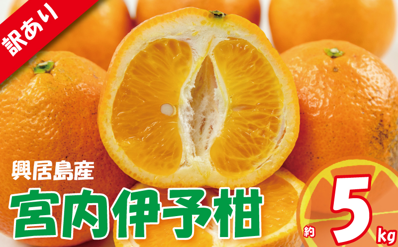 訳あり 宮内伊予柑 興居島産 約5kg 【2026年1月下旬から順次発送】 | 訳あり みかん 訳あり柑橘 訳あり商品 伊予柑 いよかん みかん 宮内いよかん 興居島産 柑橘 松山 愛媛県