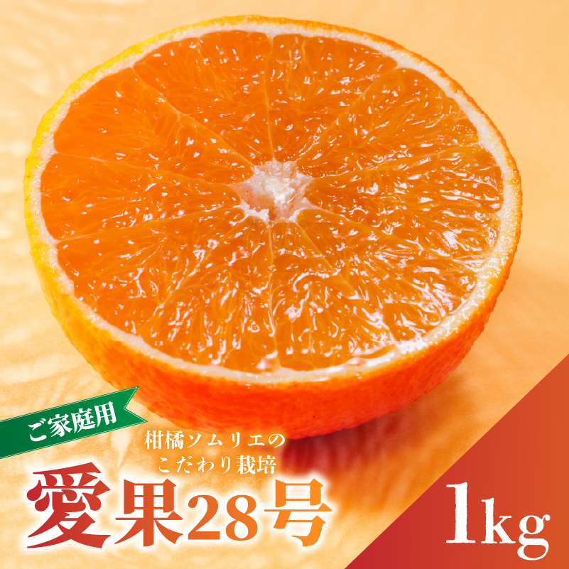 愛果28号(紅まどんな と同品種) 家庭用 お試し1kg(4～5個) 【先行予約 2025年11月下旬から発送】 | 愛果 あいか 紅まどんな 紅マドンナ と 同品種 みかん まどんな ワケアリ 訳あり B品 柑橘 みかん 果物 おすすめ 高級 人気 お取り寄せ グルメ ギフト 期間 ご当地 愛媛県 松山市 蓮果園