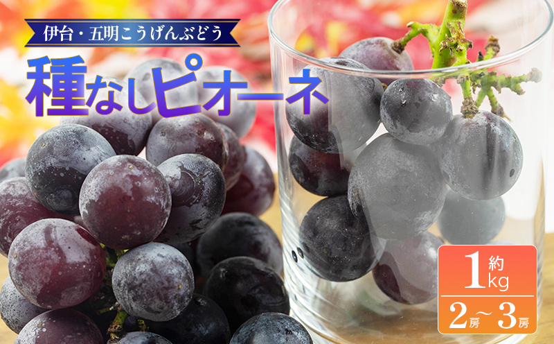 種なしピオーネ 約1kg 【2026年8月下旬頃から順次発送】 | ピオーネ ぶどう ブドウ フルーツ 果物 くだもの 冷蔵 期間限定 伊台五明こうげんぶどう 愛媛県 松山市 ベジろう 送料無料