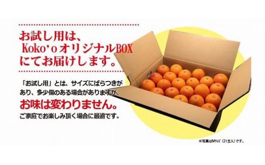 【2027年3月中旬頃から順次発送】ブラッドオレンジ 家庭用(優品) 約3kg