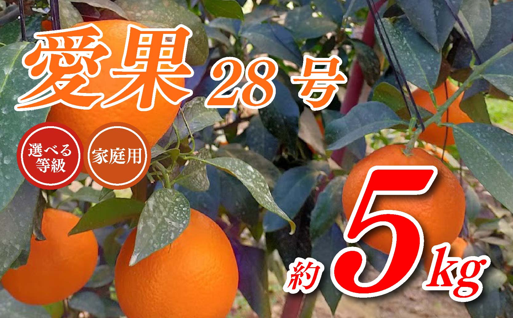 愛果28号 5kg あいか 家庭用 愛果 みかん 柑橘 蜜柑 フルーツ 先行予約 松山市 愛媛県 数量限定 【 2024年 11月 12月発送 】