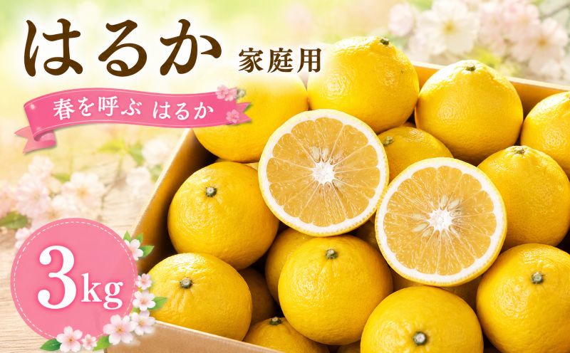 [2027年2月頃から順次発送]春を呼ぶ はるか 家庭用 3kg | みかん 愛媛みかん 松山みかん 農家直送 家庭用 柑橘 愛媛 松山 北条 果物 フルーツ 産地直送 みかん 農園直送