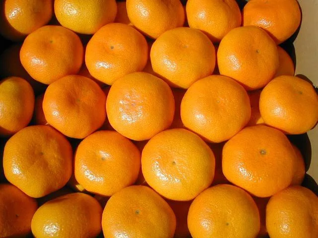 ã11æäžæ¬ããããé æ¬¡çºéãããå³¶ã¿ãã çŽ5kg | ã¿ãã èæ ææ© éæ