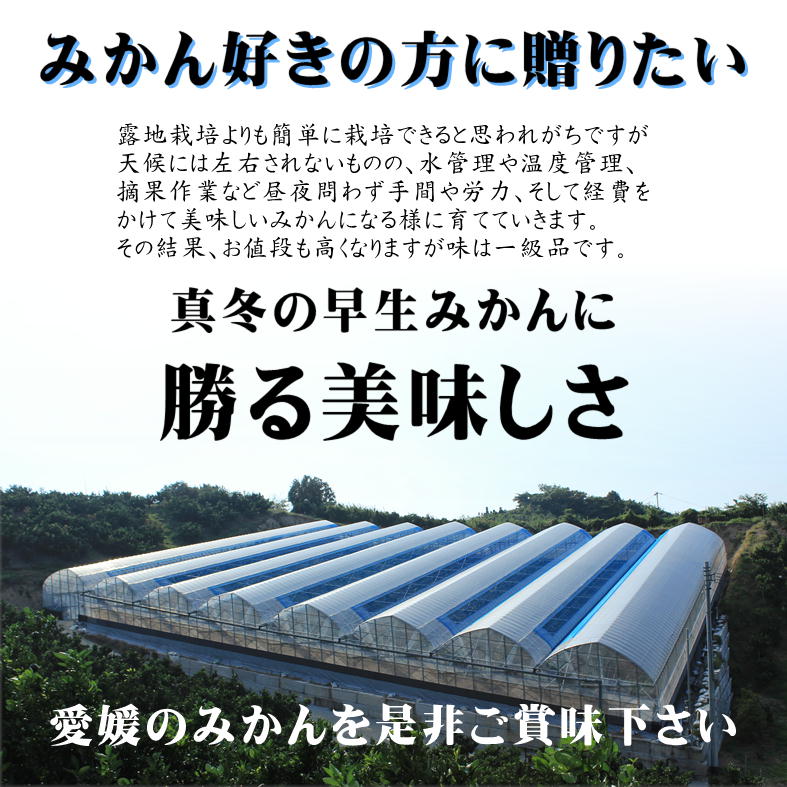 【2026年7月中旬頃から順次発送】ハウスみかん 愛媛 秀品 おすすめ 人気 ギフト みかん JA 愛媛県 松山市 柑橘 くだもの ハウスみかん ミカン果汁 デザート 愛媛みかん 柑橘類 カンキツ かんきつ 蜜柑 蜜橘 樒柑 松山のハウスみかん 愛媛のみかん 甘いハウスみかん フルーツ 果物 温州みかん 極早生種 早生種 温州ミカン 果肉 果汁 ハウスみかん果汁 
