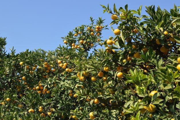 ã11æäžæ¬ããããé æ¬¡çºéãããå³¶ã¿ãã çŽ5kg | ã¿ãã èæ ææ© éæ