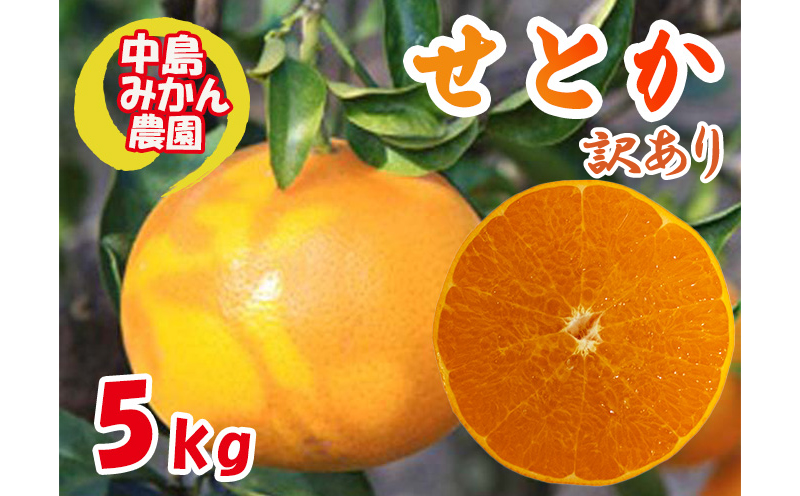【2026年3月から発送】 せとか  訳あり 5kg ｜ セトカ みかん 蜜柑 柑橘 高級 わけあり 訳あり 甘い みかん 柑橘 愛媛 糖度 せとか 愛媛三大柑橘（ 紅まどんな せとか 甘平 ） 愛媛 松山 中島みかん農園