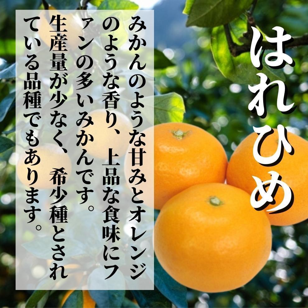 ã2026幎12æé ããé æ¬¡çºéãäºçš®ã®ã¿ããé£ã¹æ¯ã¹ç®± ãææ 28 å·ã»ã¯ãã²ãã çŽ 1.5kg å®¶åºçš ã¿ãã å
è¡äºçŽ èæ ææ© æç© ãã ãã® ãã«ãŒã ãåãå¯ã ã°ã«ã¡ æééå® æ°ééå® äººæ° ãããã æåªç æŸå±±åž