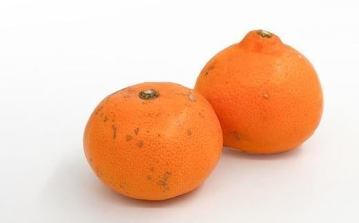 【2月中旬から発送】 ＜訳あり＞ せとか 約3kg 愛媛産 愛媛県産せとか 国産 愛媛みかん 愛媛蜜柑 愛媛せとか みかん せとか せとか ふるさと納税せとか くだもの お取り寄せせとか 産地直送 訳ありせとか 数量限定せとか 人気 おすすめ 愛媛県 松山市 せとか3kg 送料無料 家庭用せとか 訳ありせとか 愛媛県産せとか おすすめのせとか みかん 柑橘 訳あり品 家庭用 お取り寄せ せとか