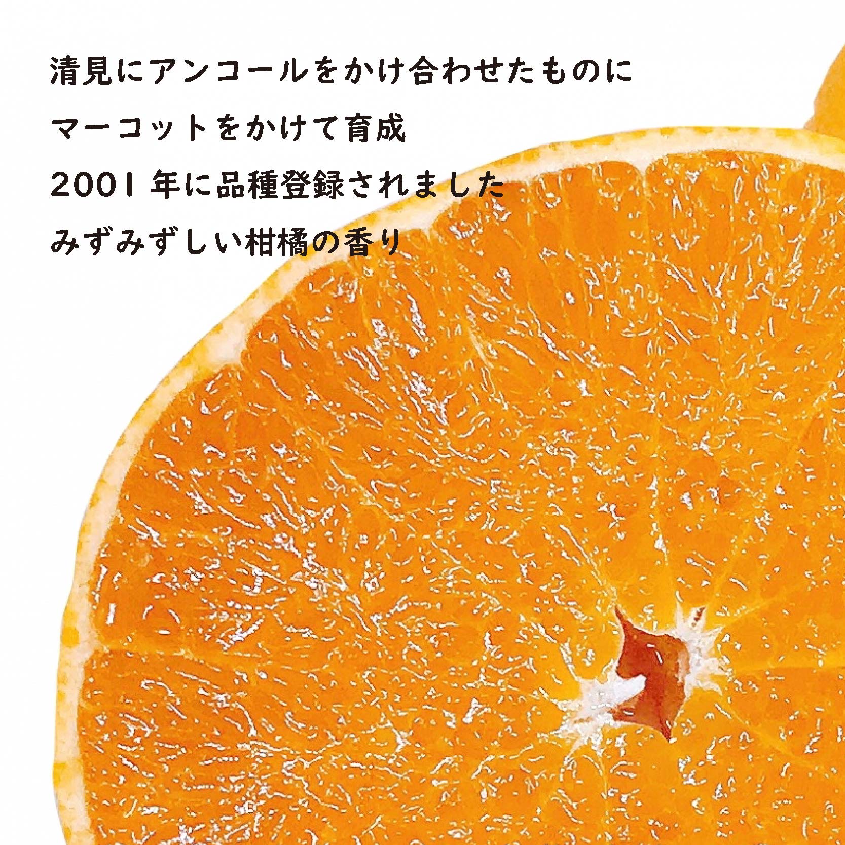 ã2027幎3æäžæ¬ããããçºéäºå®ãããšã çŽ 3kg (9~13ç) | 3æçºé ææ© èæ ã¿ãã ãã«ã³ ç§å æåª æŸå±±åž ææ© é«çŽ ç³åºŠ