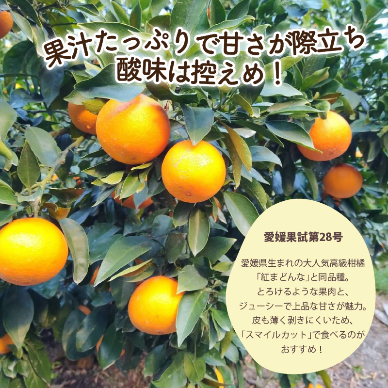 秀品】 愛果28号 (紅まどんな と同品種) 約2.5kg 【12月上旬~1月中旬頃