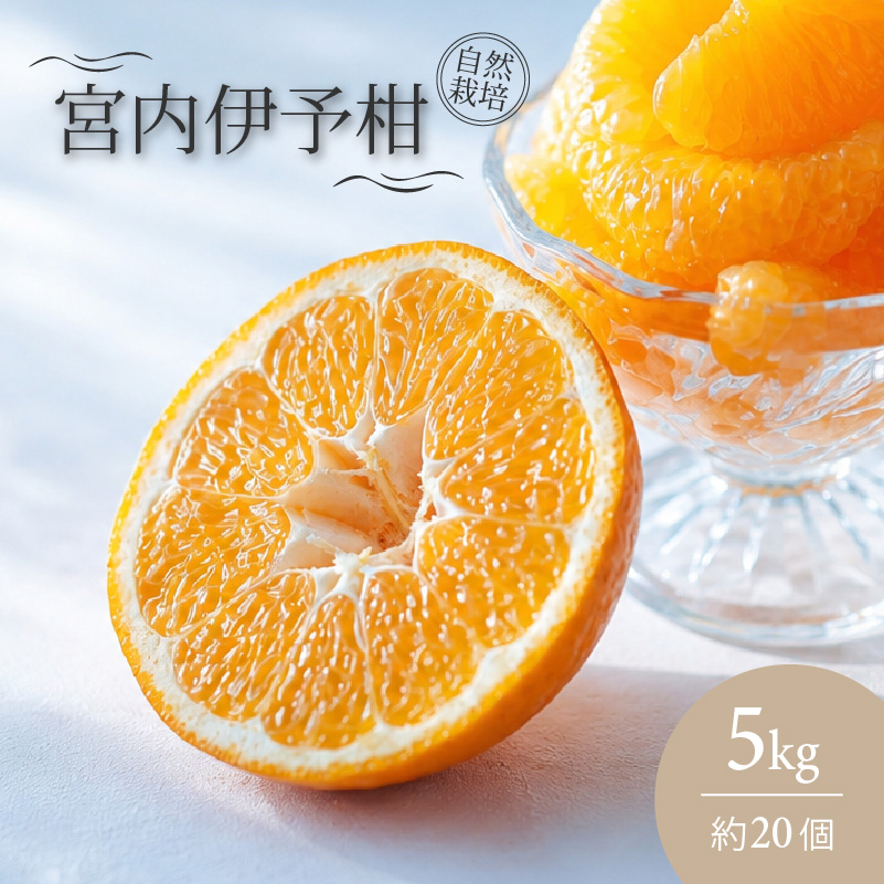 宮内 伊予柑 いよかん 5kg (約20個) 自然栽培 【2027年1月上旬頃から順次発送】 | 伊予柑 ミカン 柑橘 みかん 期間限定 フルーツ 果物 果実 愛媛県産 愛媛 松山 農薬不使用
