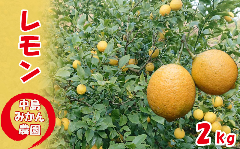 【2025年10月から発送】家庭用 レモン 2kg 中島みかん農園 ｜ 柑橘 訳あり レモン 先行予約 レモン 檸檬 レモン フルーツ レモン 愛媛県産 レモン ビタミン レモンサワー ジュース チューハイ レモン 国産 愛媛県産 はちみつ漬け レモン レモネード 柑橘 国産レモン 愛媛 松山
