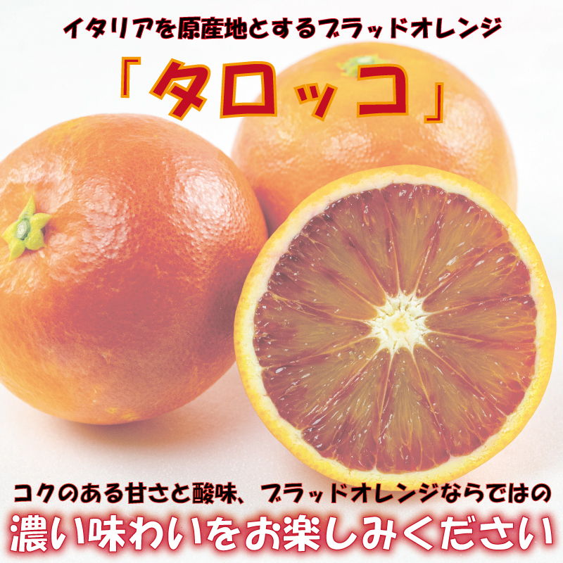 訳あり みかん 家庭用 ブラッドオレンジ タロッコ 約2kg ( 訳あり みかん 訳あり柑橘 訳あり商品 ブラッドオレンジ タロッコ みかん 柑橘 松山 愛媛県 )