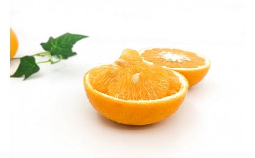 【2026年3月上旬から発送予定】甘夏 家庭用(優品) 10玉 （ 愛媛産 愛媛県産 国産 愛媛みかん 愛媛蜜柑 愛媛ミカン みかん ミカン mikan 蜜柑 柑橘 フルーツ 果物 くだもの お取り寄せ 産地直送 数量限定 人気 おすすめ 愛媛県 松山市 送料無料 ）