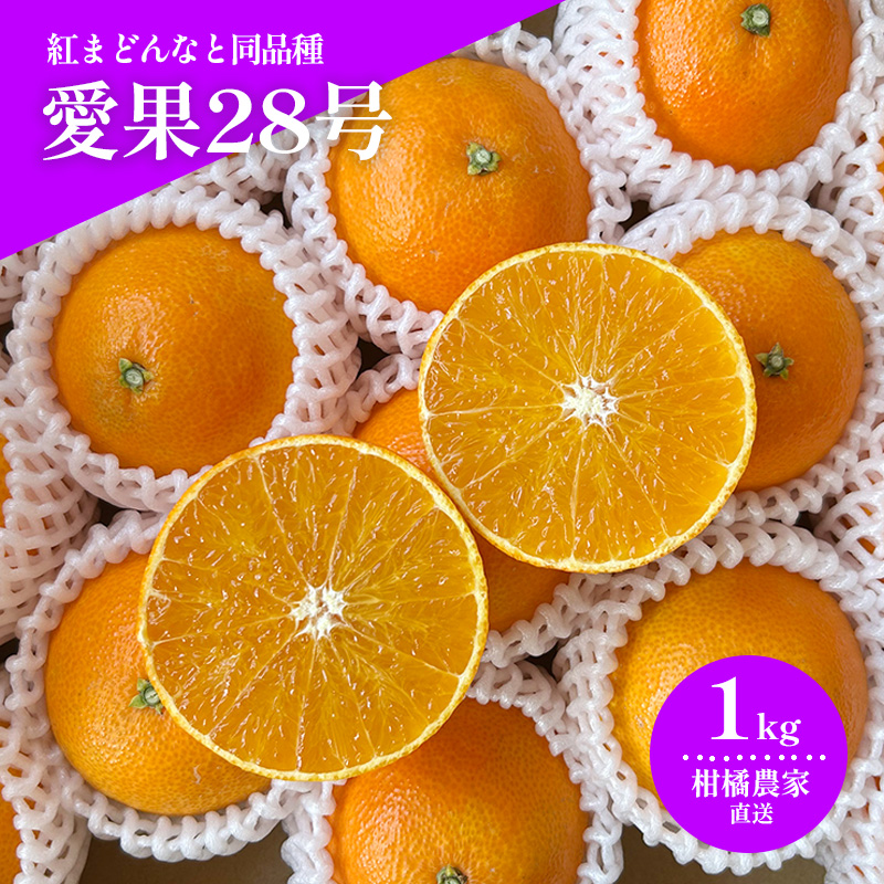 [2026年11月下旬頃から順次発送] 愛果28号(紅まどんなと同品種) 約1.0kg |みかん 愛果 蜜柑 松山市産みかん 柑橘 ミカン 蜜柑 みかん 果物 オススメみかん フルーツ あいか みかん あまい 甘い おいしい 美味しい うまい 酸味 松山 愛媛