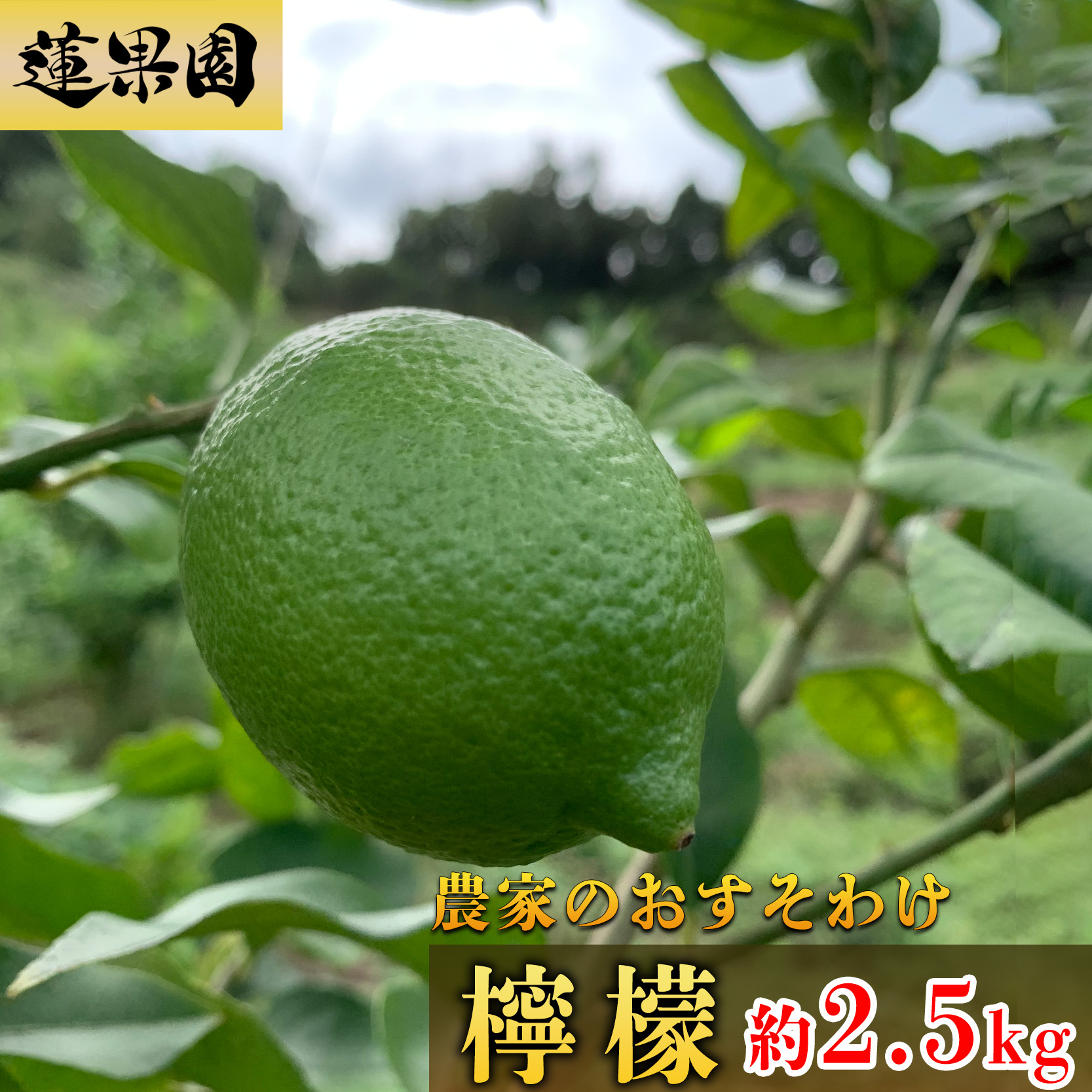 【先行予約】 【9月下旬から発送】 家庭用 グリーンレモン 約2.5kg 防腐剤 ワックス 不使用｜ 訳あり レモン 檸檬 完熟 柑橘 酸味 国産 愛媛県産 訳あり 新鮮 愛媛 松山