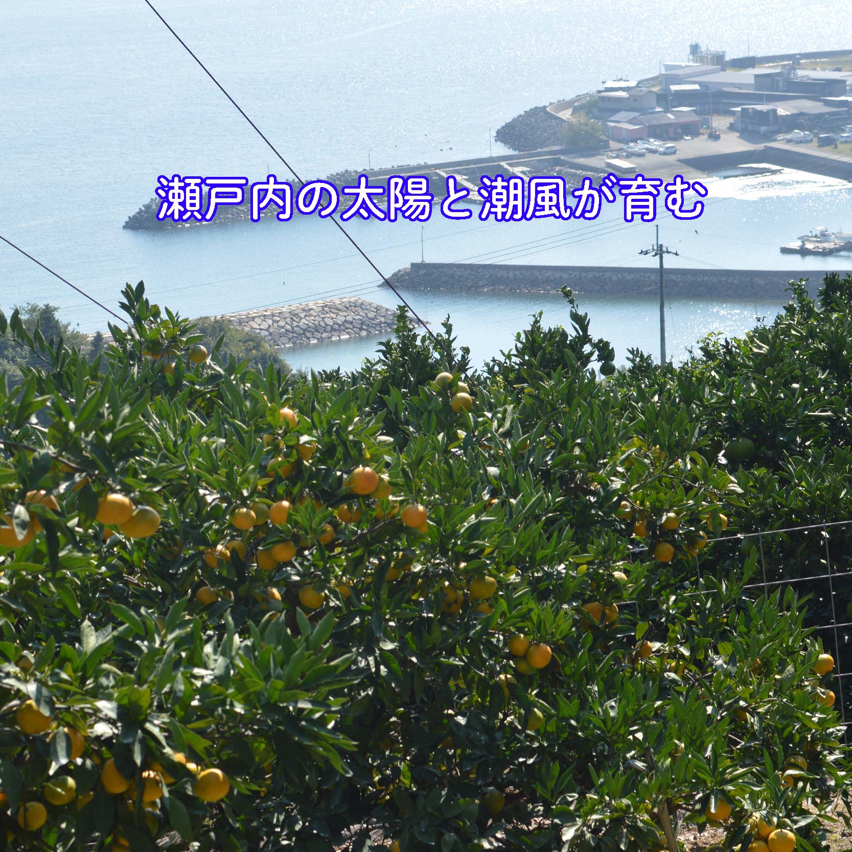 ã11æäžæ¬ããé æ¬¡çºéãçããæåªã¿ãã ç¬æžå
ã®å€ªéœãšæœ®é¢šã§è²ã£ããå®¶åºçš 3kg | èæ ã¿ãã æåª æŸå±± ãã«ãŒã æç© ãã ãã® æ°ééå® æééå® éæç¡æ