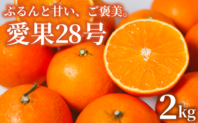 【先行予約】【2025年11月下旬頃順次発送】 あいか28号 2kg 愛果28号 愛媛 みかん あいか あいか28号 愛果 愛果28号 紅マドンナ 紅まどんな と同品種 蜜柑 アイカ 柑橘 果物 贈答 愛媛のみかん くだもの フルーツ あいか ご家庭用 みかん 数量限定  愛媛県産 ミカン 愛果28号 愛媛県 松山市
