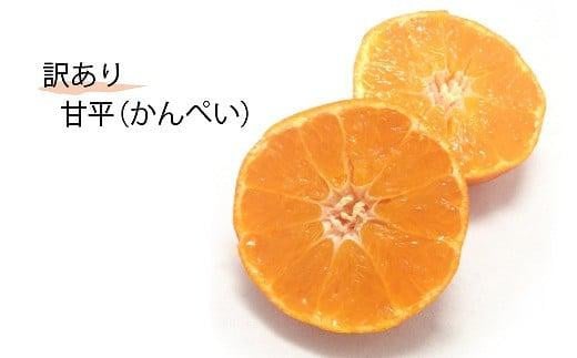 【1月下旬から発送予定】＜訳あり＞甘平(かんぺい) 約3kg