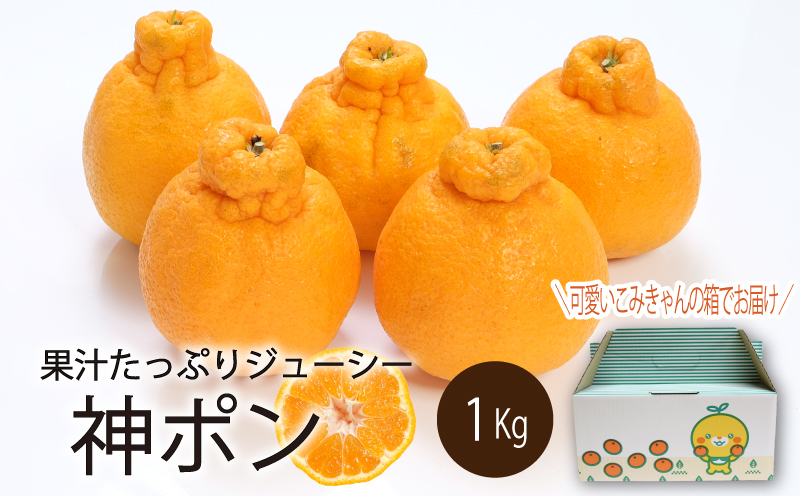【先行予約】【2026年3月中旬～5月中旬頃順次発送】  神ポン(デコポンと同品種) 1kg｜ 神ポン デコポン と同品種 不知火 柑橘 取り寄せ 甘いみかん 春のみかん ギフト 愛媛県産 ミカン みかん mikan 蜜柑 フルーツ 果物 くだもの お取り寄せ 産地直送 数量限定 人気 おすすめ 送料無料 贈答 愛媛県 松山市