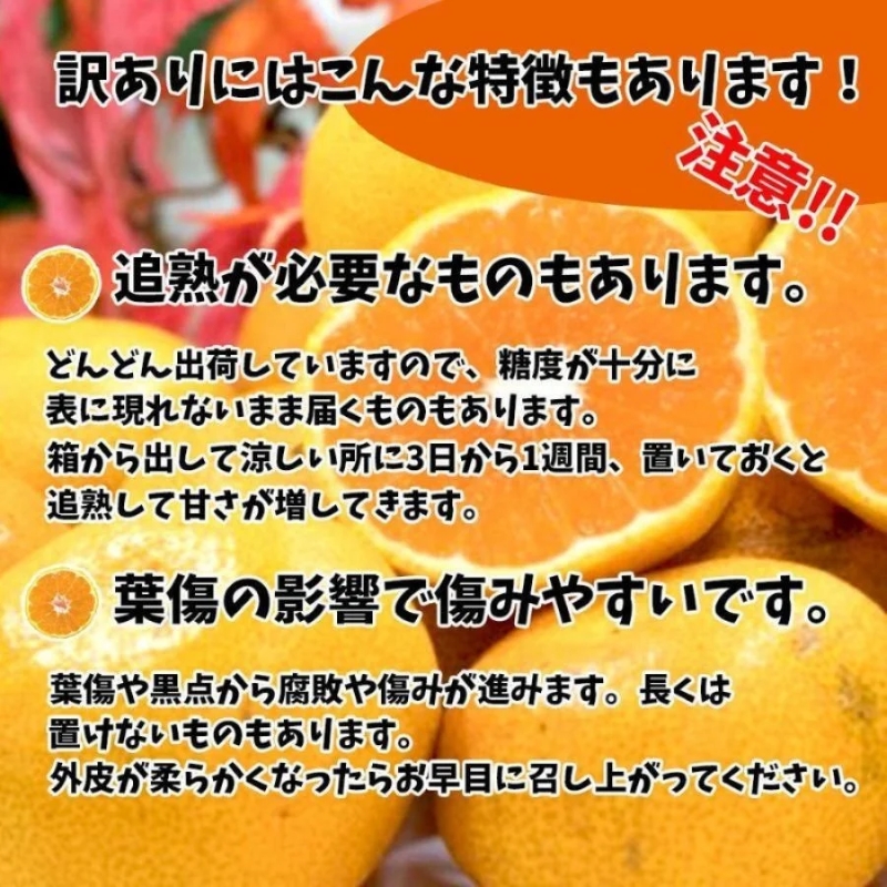 訳あり 宮内伊予柑 興居島産 約10kg 【2026年1月下旬から順次発送】 | 訳あり みかん 訳あり柑橘 訳あり商品 伊予柑 いよかん みかん 宮内いよかん 興居島産 柑橘 松山 愛媛県