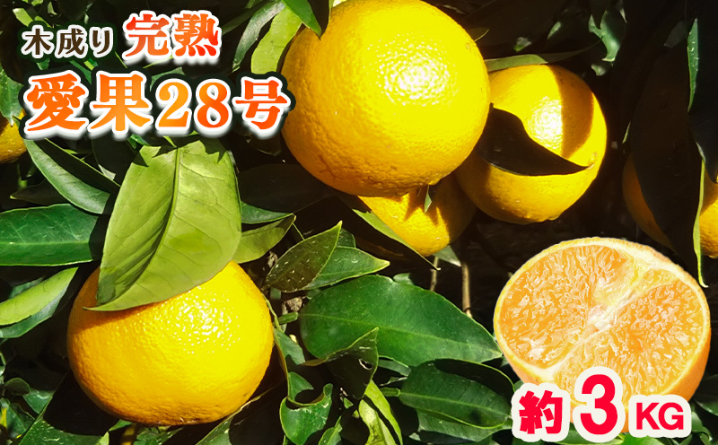 【12月中旬から発送】【秀品】甘さ抜群！ 愛果28号 3kg 2L から 4Lサイズ （高級みかん 産地直送 ｜あいか 愛果 みかん 蜜柑 旬 わけあり 訳あり 甘い 柑橘 果物 フルーツ 糖度 高級 愛媛 松山） 中島育ち 愛媛 松本農園 【BWN009】