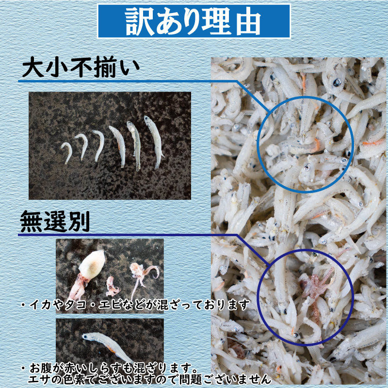 【訳あり】 釜揚げ しらす 1kg |  訳ありしらす 不揃いシラス 国産しらす 冷凍シラス 釜揚げしらす シラス丼 海の幸 松山市産しらす 愛媛県産シラス しらす シラス 釜揚げしらす 惣菜 弁当 簡単調理 ごはんのお供 加工品  海の幸 しらす丼 グルメ 食品 魚介 小魚 魚 鮮魚 海鮮  シラス 卵 たまご 訳あり商品  愛媛県 松山市