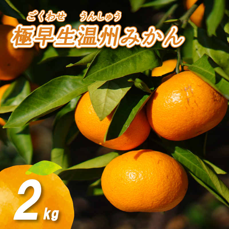【2026年11月下旬頃から順次発送】 温州みかん 2kg | 数量選択可 ミカン 早生 わせ ミカン 南柑20号 みかん 数量限定 みかん 愛媛県産 みかん 松山市 みかん 中島 みかん 温州みかん みかん 蜜柑 温州みかん ミカン みかん 旬 温州みかん 農音のミカン 青果物 みかん 温州みかん 中島産のみかん 柑橘 かんきつ 蜜柑 フルーツ デザート 人気のみかん