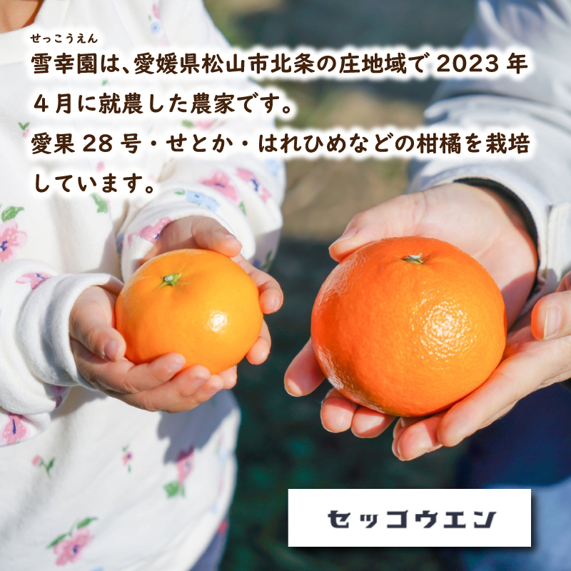 ã2027幎3æé ããé æ¬¡çºéã ããšã (å®¶åºçš) çŽ2kg | ã¿ãã ææ© ããšã èæ ã¿ãã éªå¹žå æåªç æŸå±±åž