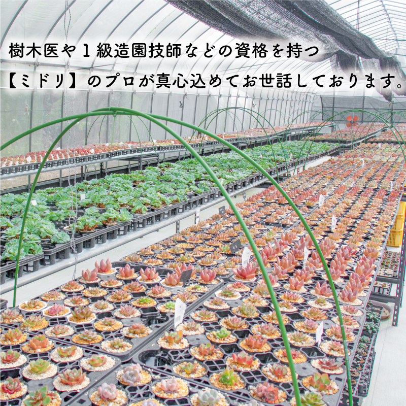 多肉植物 エケベリア 6種 おまかせセット 多肉植物 観葉植物 エケベリア おまかせセット 愛媛県 松山市