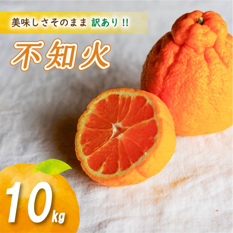 【2027年2月中旬頃から順次発送】 訳あり不知火 10kg | 数量選択可 みかん ミカン 蜜柑 柑橘 数量限定 愛媛県産 松山市 中島 愛媛 ふるさと納税