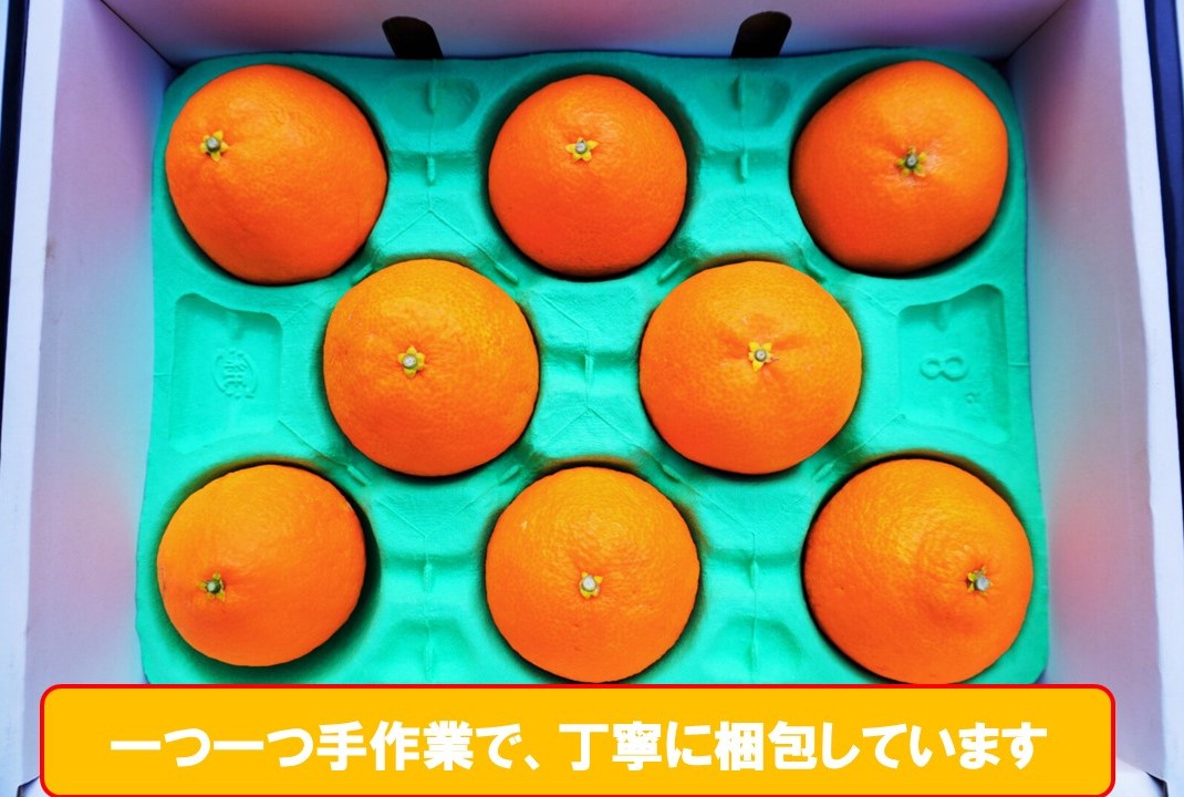 完熟 愛果28号 (紅まどんな と同品種) 秀品 2.4kg (8～15個) 光センサー選別 糖度11度以上 【2026年11月下旬頃より順次発送】 柑橘 果物 フルーツ あいか 愛果 みかん まどんな 松山市 愛媛県