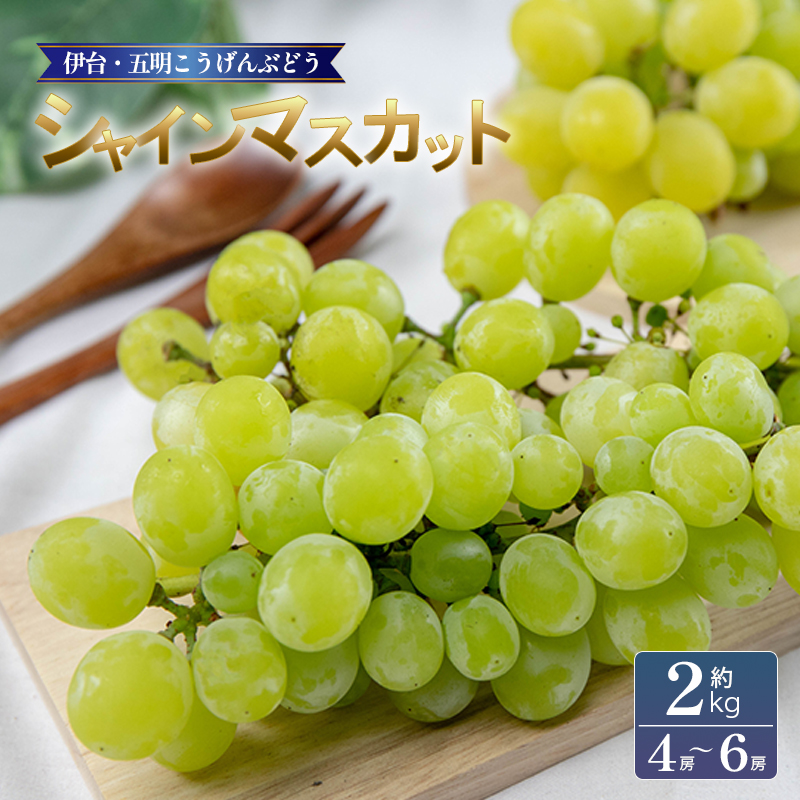 シャインマスカット 約2kg | シャインマスカット ぶどう ブドウ フルーツ 果物 くだもの 冷蔵 期間限定 伊台五明こうげんぶどう 愛媛県 松山市 ベジろう 送料無料