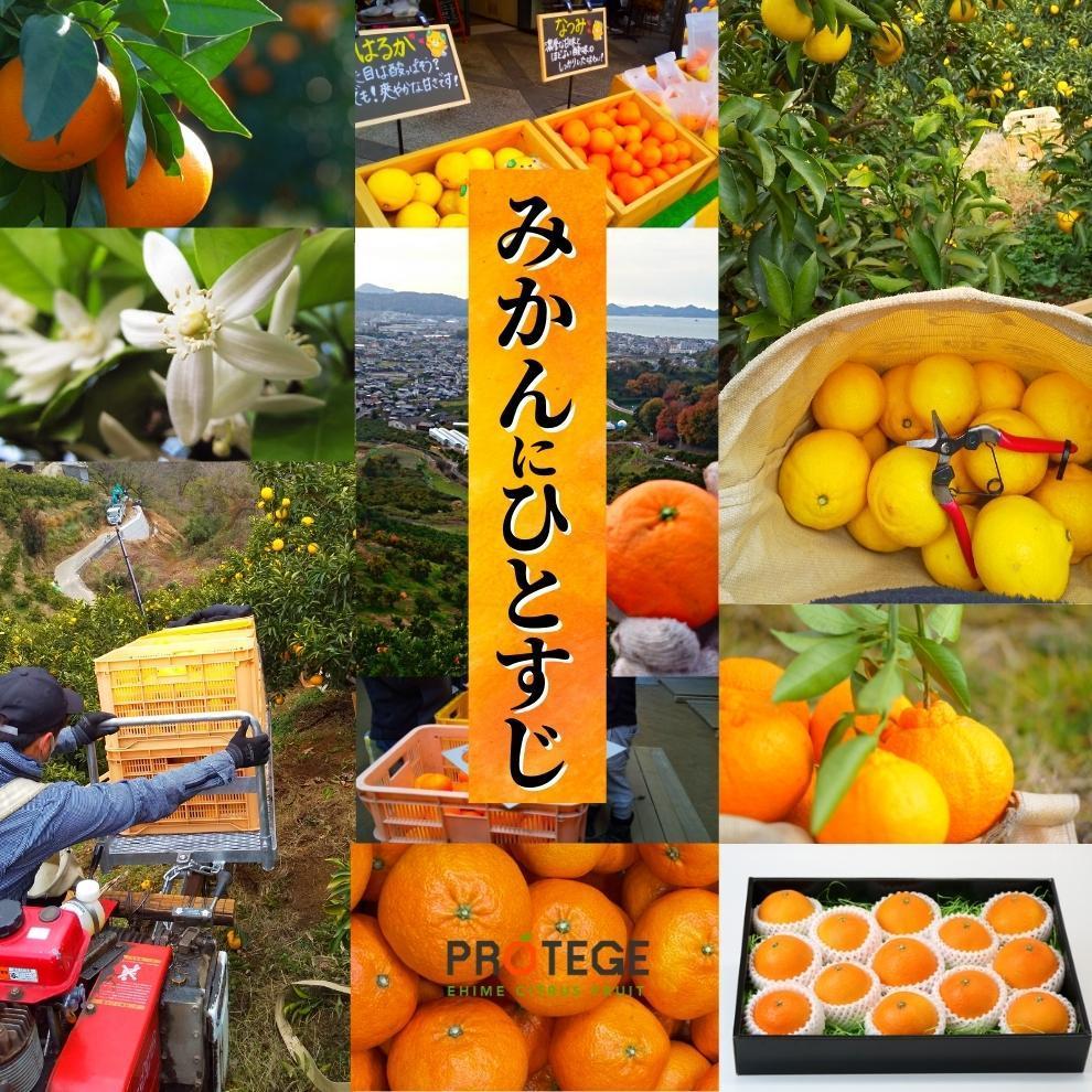  愛果28号 (紅まどんな と同品種) 約2.8kg 良品 【2025年12月頃から順次発送】 | 愛媛県産 みかん 蜜柑 オレンジ 柑橘 果物 フルーツ お取り寄せ おすすめ 愛媛県 松山市