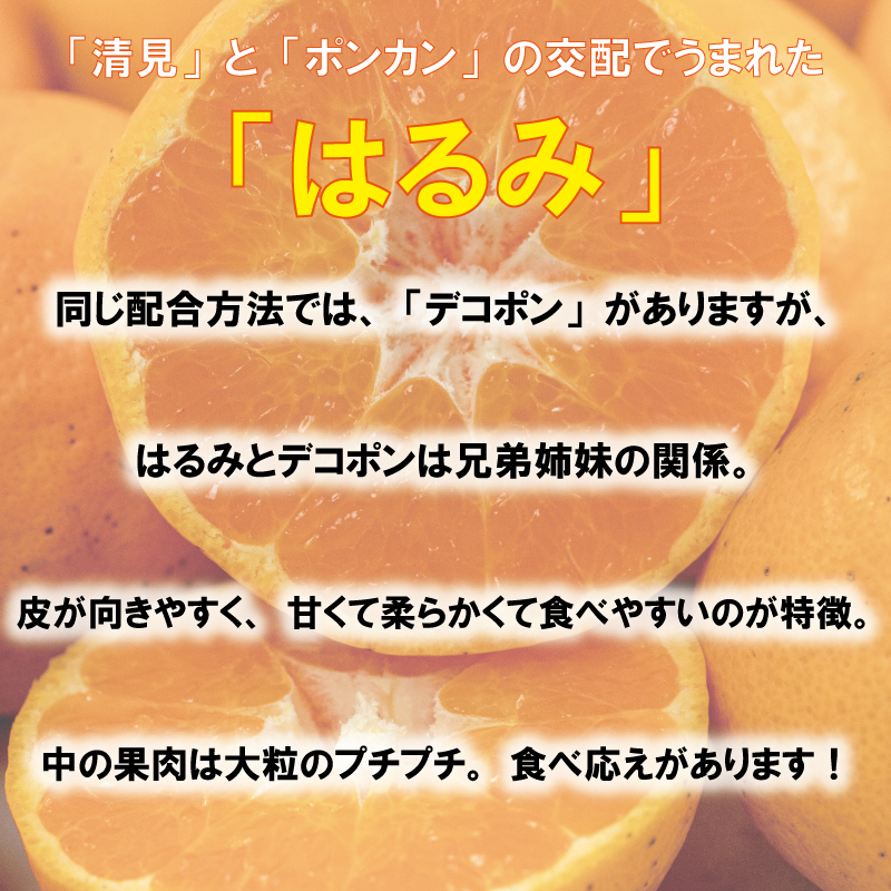 訳あり みかん 家庭用 はるみ 約2kg ( 訳あり みかん 訳あり柑橘 訳あり商品 はるみ みかん 柑橘 松山 愛媛県 )