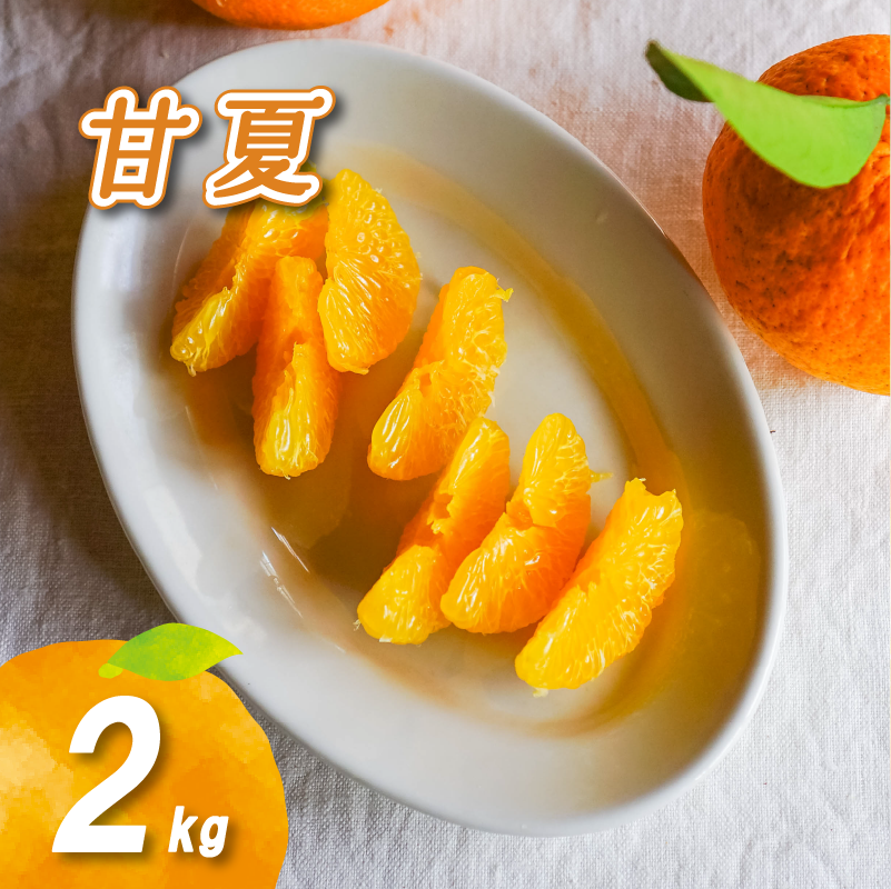 【2027年3月下旬頃より順次発送】農薬不使用 甘夏 2kg | 数量選択可 みかん ミカン 蜜柑 柑橘 数量限定 愛媛県産 松山市 中島 愛媛