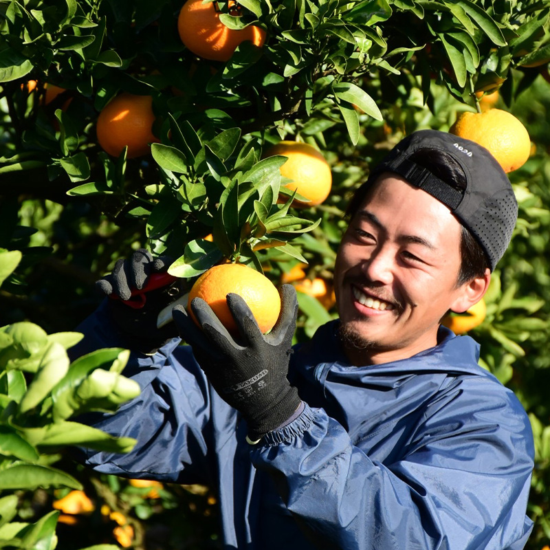 【2027年3月中旬頃から順次発送】 ブラッドオレンジ 3kg   愛媛 タロッコ 果物 ビタミン 健康 フルーツ 柑橘 農家直送 産地直送 数量限定  松山  くだもの 果実 有名 みかん 愛媛県産 瀬戸内 デザート スイーツ おすすめ 国産 青果 酸味 果汁 果肉 蜜柑 ミカン あかい 松山市産みかん 甘い 美味しい お取り寄せ グルメ ギフト 期間 ご当地 愛媛県 松山市