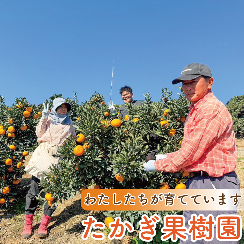 【愛媛県産】 訳あり せとか 約3kg ＜2月下旬～発送予定＞ 柑橘 みかん せとか セトカ 果物 くだもの フルーツ おすすめ 高級 人気 お取り寄せ グルメ ギフト 期間限定 数量限定 ご当地 愛媛県 松山市 たかぎ果樹園