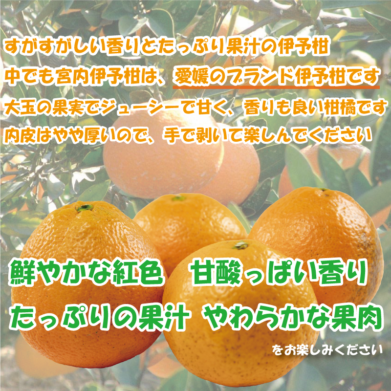 訳あり 宮内伊予柑 興居島産 約10kg 【2026年1月下旬から順次発送】 | 訳あり みかん 訳あり柑橘 訳あり商品 伊予柑 いよかん みかん 宮内いよかん 興居島産 柑橘 松山 愛媛県
