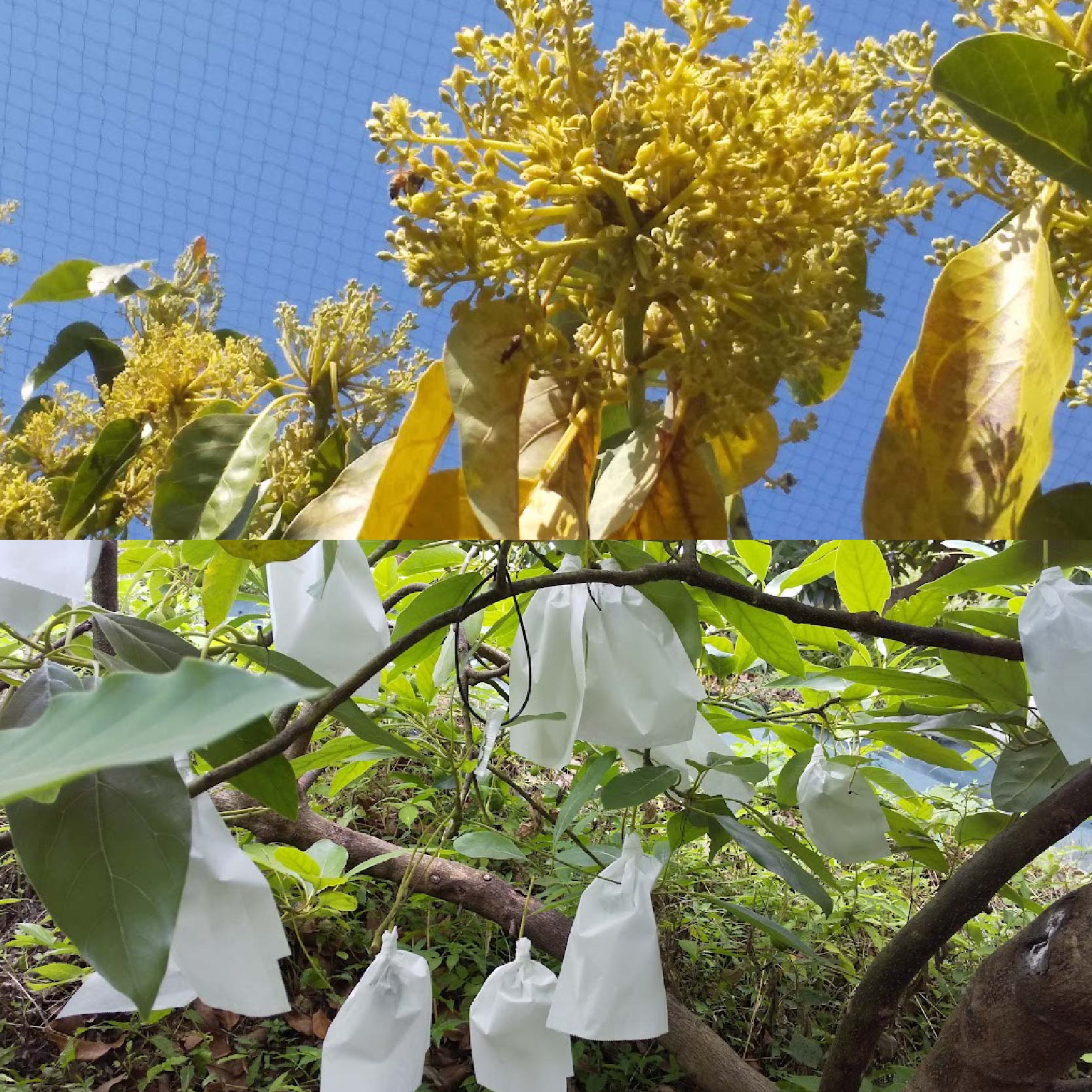 国産有機アボカドとアボカド蜜入り蜂蜜セット アボカドの花からとれた はちみつ 愛媛県 アボカド 松山市 あぼかど 国産 アボカド 和ボカド 国産 はちみつ サラダ アボカド 料理 アボカド 健康 アボカド 森のバター