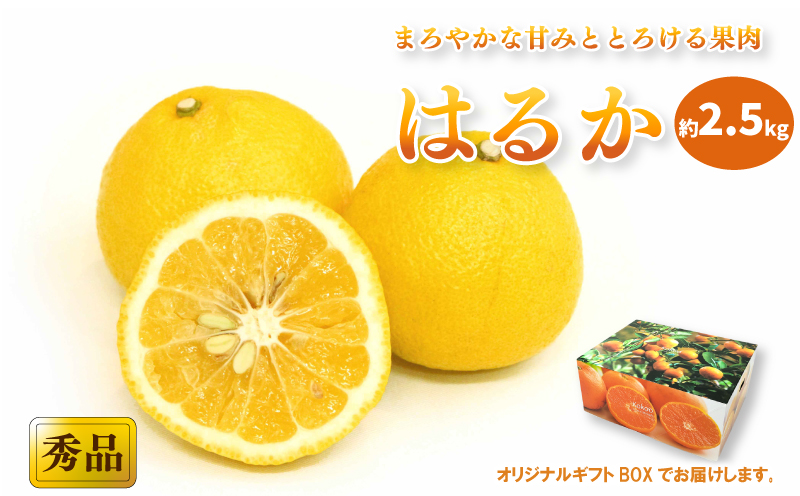 【2027年2月中旬頃から順次発送】はるか ＜秀品＞約2.5kg (M-Lサイズ) ギフトBOX入り | みかん はるか 秀品  贈答箱 愛媛県 松山市 ココオ Koko'o