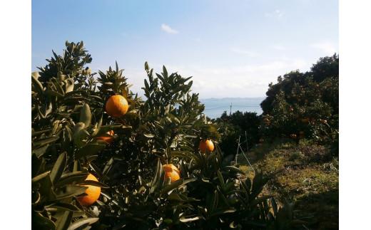 【2026年3月中旬から発送】 きよみ＜秀品＞約5kg