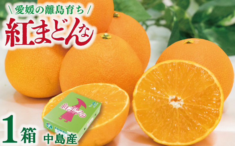 【順次発送中】数量限定 紅まどんな 1箱 中島産 化粧箱 M玉～4L玉 | 高級 紅まどんな 柑橘 フルーツ 個包装 紅マドンナ 果物 おすすめ柑橘紅まどんな 高級柑橘の紅まどんな くだもの 人気 おすすめ 贈答 ギフト 紅まどんな 愛媛県 松山市